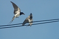 swallows, barn swallows, briti-2